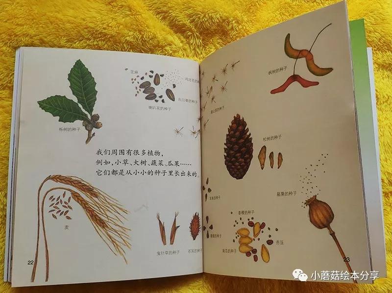 最新A种子，探索与发现