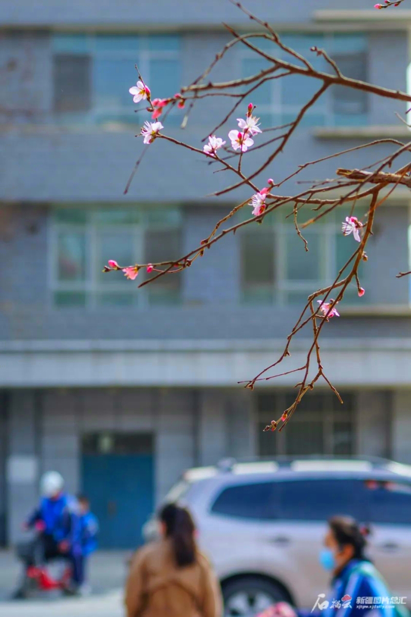 春暖花开，杏吧有你——寻找最新地址的旅程